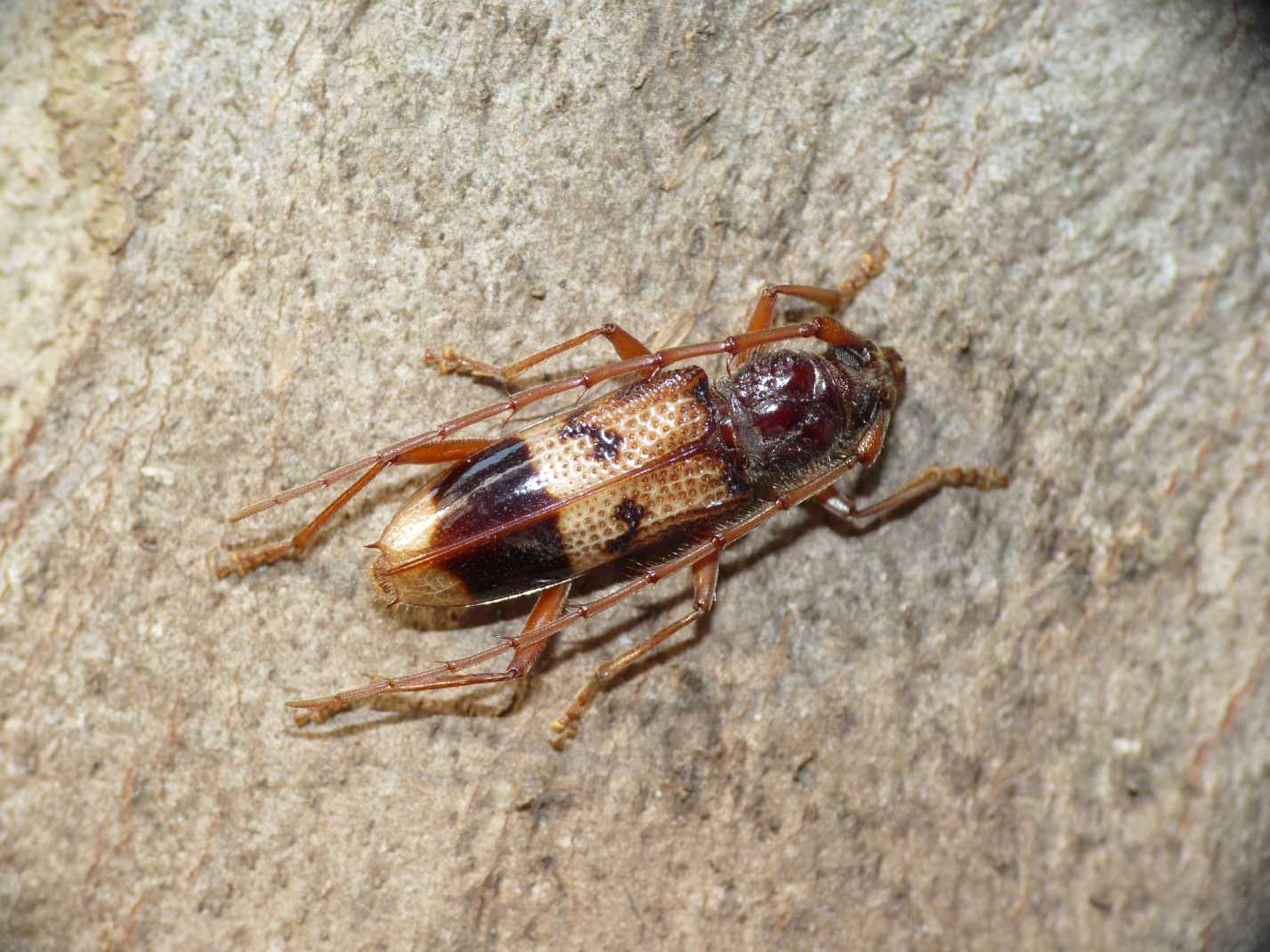 Phoracantha recurva